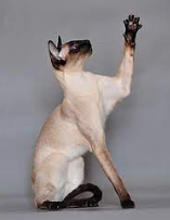 Gato Siamês, macho Gato Siamês, macho Gato